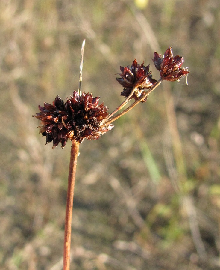 Изображение особи Juncus articulatus.