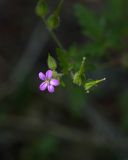 Geranium robertianum