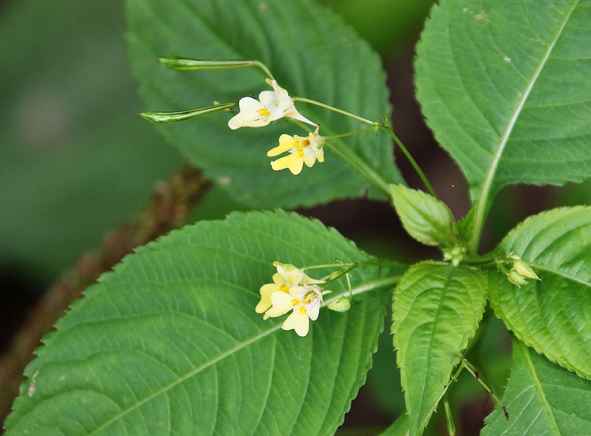 Изображение особи Impatiens parviflora.