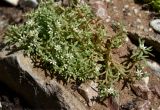 Sedum hispanicum