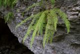 Woodsia caucasica