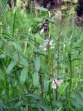 Vicia sepium