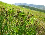 Juncus beringensis