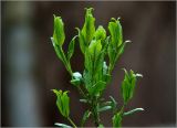 Euonymus europaeus