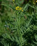 Tanacetum boreale