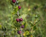 Grossularia reclinata. Часть плодоносящей веточки. Пермский край, Добрянский р-н, окр. с. Полазна, разнотравный луг. 30.07.2023.