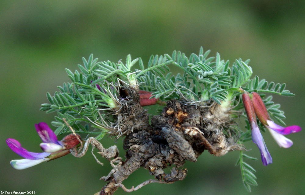 Изображение особи Astragalus popovii.