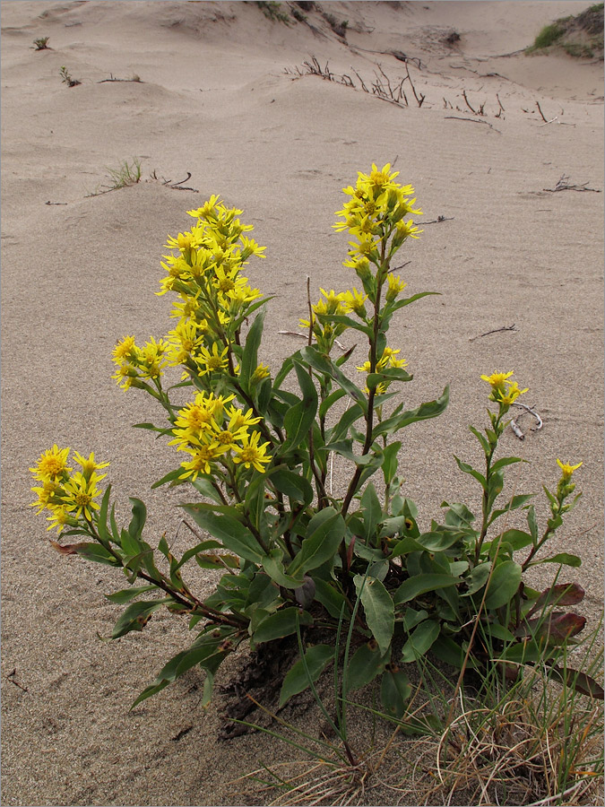 Изображение особи Solidago virgaurea ssp. lapponica.