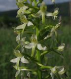 Platanthera × hybrida. Часть соцветия. Крым, Байдарская долина. 21.05.2012.