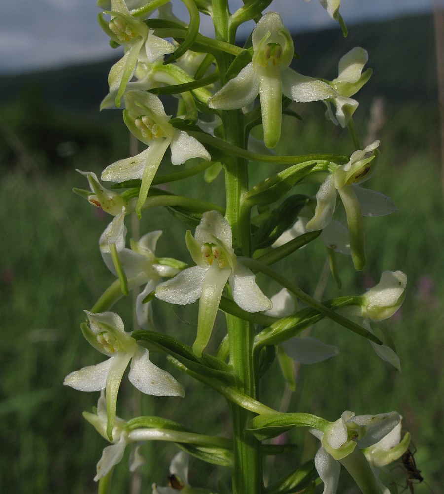 Изображение особи Platanthera &times; hybrida.