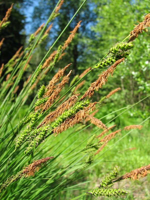 Изображение особи Carex cespitosa.