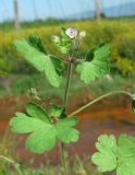 Geranium rotundifolium