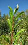 Salix phylicifolia