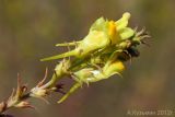 Linaria maeotica. Соцветие. Ростовская обл., Неклиновский р-н, Андреево-Мелентьевское с/п, балка Сухая. 19.08.2012.