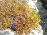 Potentilla biflora