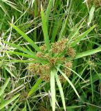 Cyperus involucratus. Верхушка побега с соцветием. Франция, Приморские Альпы, г. Сен-Жан-Кап-Ферра, вилла Эфрусси-де-Ротшильд, французский сад. 20.06.2012.