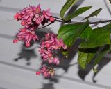 Clerodendrum splendens