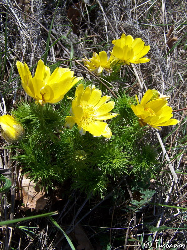 Изображение особи Adonis vernalis.