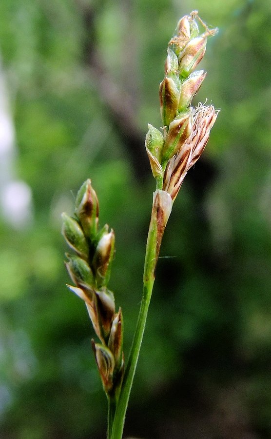 Изображение особи Carex lancibracteata.