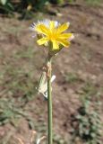 Chondrilla juncea. Верхушка побега с соцветием и соплодиями. Украина, Запорожская обл., Мелитопольский р-н, поле возле с. Марьевка. 19.07.2013.