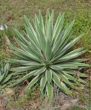 Agave angustifolia. Вегетирующее растение (культивар 'Marginata'). Таиланд, остров Пханган, в культуре. 23.06.2013.