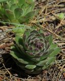 Sempervivum ruthenicum