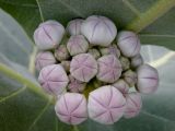 Calotropis procera. Соцветие в бутонах. Израиль, впадина Мёртвого моря, пос. Эйн Бокек, в культуре. 12.05.2014.