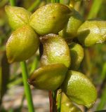 Scheuchzeria palustris