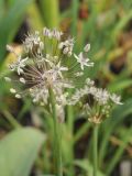 Allium tulipifolium