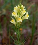 Linaria vulgaris