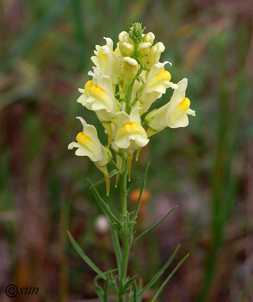 Изображение особи Linaria vulgaris.