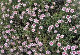 Dianthus deltoides