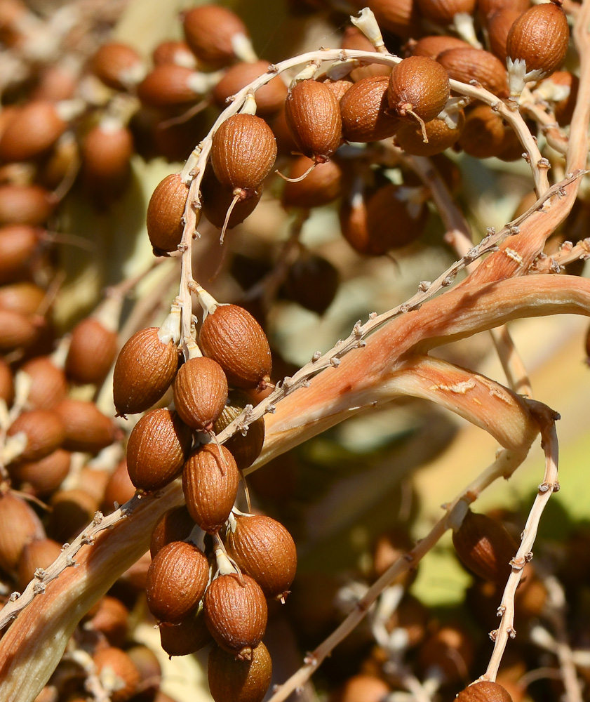 Изображение особи Washingtonia robusta.