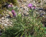 Lamyra echinocephala