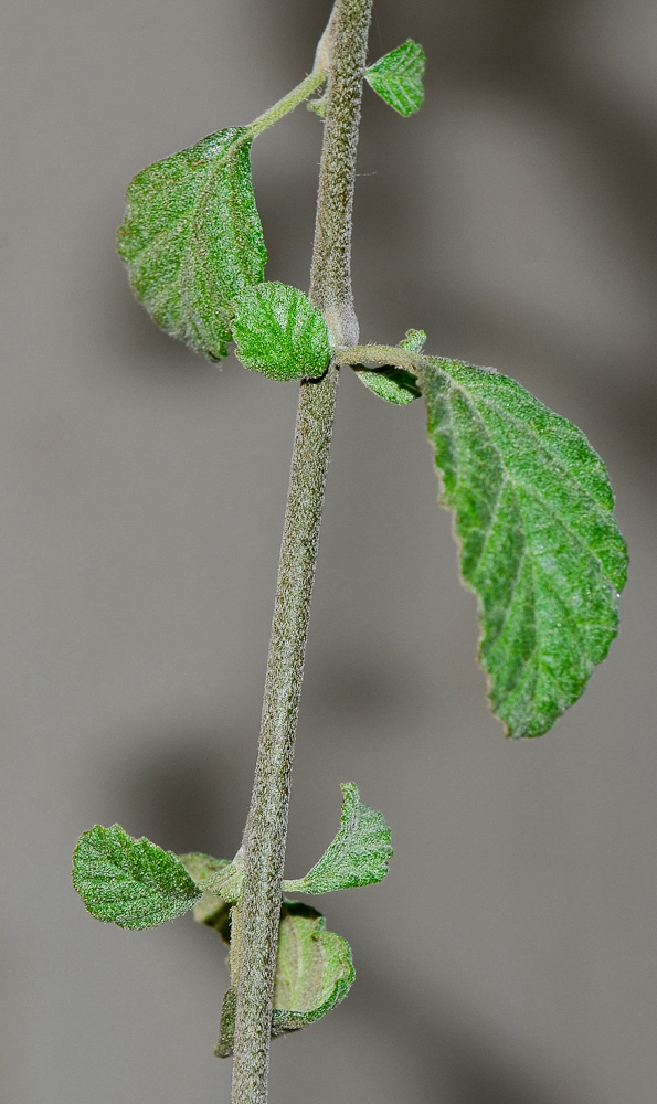 Изображение особи Cordia parvifolia.