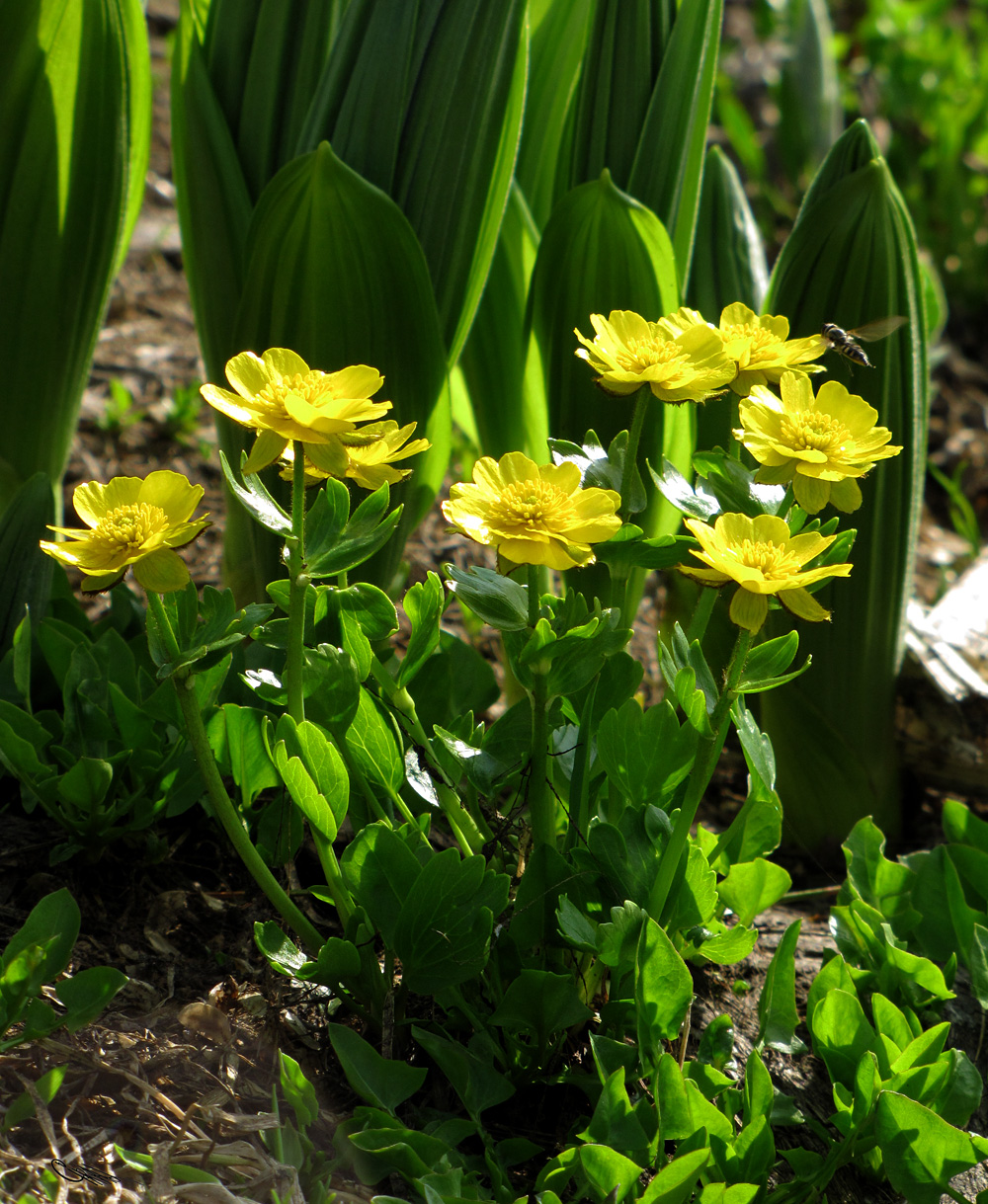 Изображение особи Ranunculus altaicus.