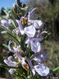 Rosmarinus officinalis