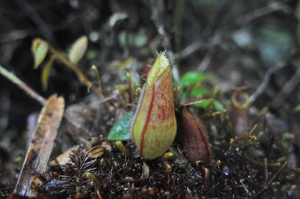 Изображение особи род Nepenthes.