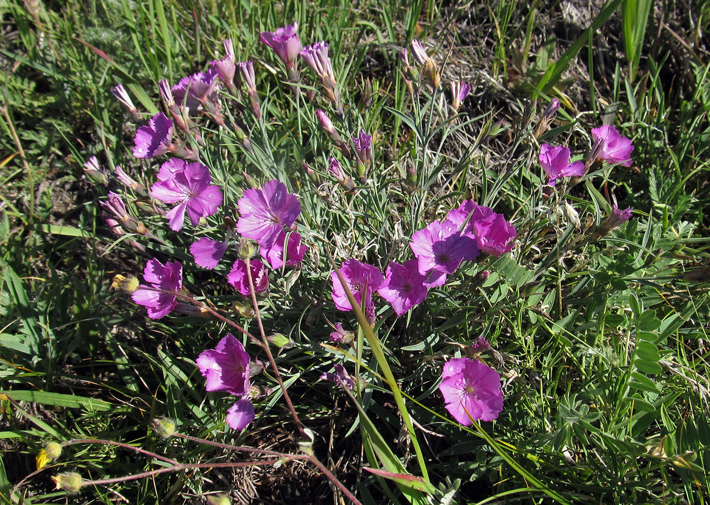 Изображение особи Dianthus versicolor.