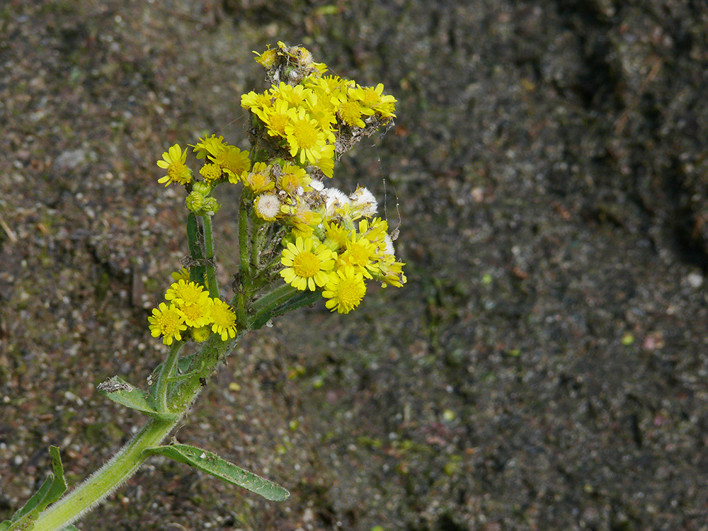 Изображение особи Tephroseris palustris.