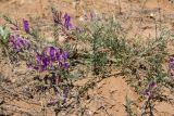 Astragalus varius