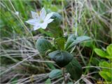 Trientalis europaea