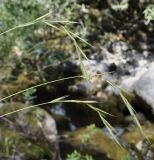 genus Brachypodium