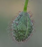 Papaver rhoeas