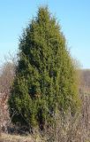 Juniperus communis. Отдельно стоящее растение. Чувашия, окр. г. Шумерля, пойма р. Паланка, садовое товарищество. 13 апреля 2008 г.