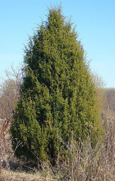 Изображение особи Juniperus communis.