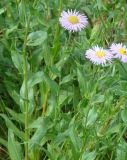 Erigeron speciosus. Побеги с соцветиями. Иркутская обл., г. Иркутск, Ботанический сад ИГУ. 21.07.2017.