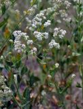 Lepidium latifolium. Верхушка веточки с соцветиями. Таджикистан, Фанские горы, долина р. Чапдара, ≈ 2500 м н.у.м., сухой склон у берега реки. 03.08.2017.