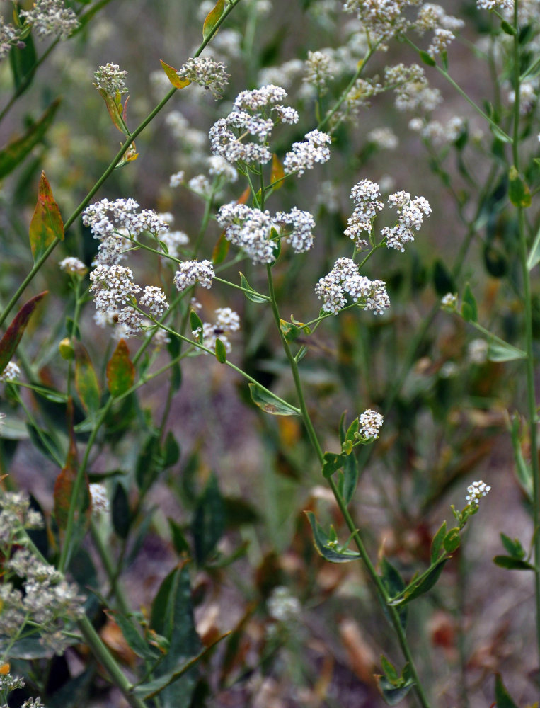 Изображение особи Lepidium latifolium.