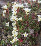 Diapensia obovata